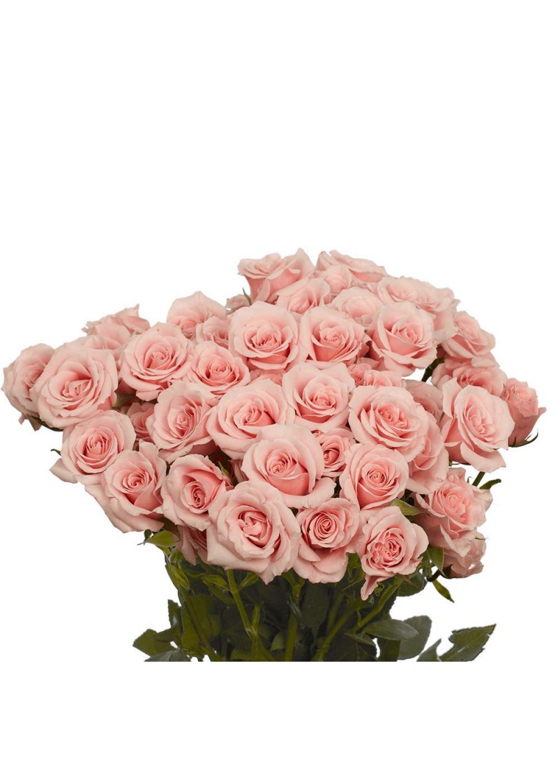 GlobalRose 200 Fresh Cut Pink Spray Roses - Fresh ...